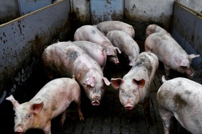  Según los investigadores, el estudio podría permitir comprender mejor el cerebro, estudiando de qué manera se degrada “post mortem”. 