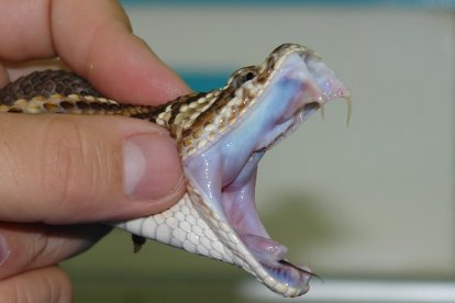  104 casos de pacientes afectados por mordeduras se presentaron en Guayas, hasta la semana 15 de 2017.  