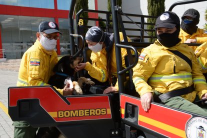 El perrito también es mimado por los bomberos, ‘vecinos’ del ECU-911.