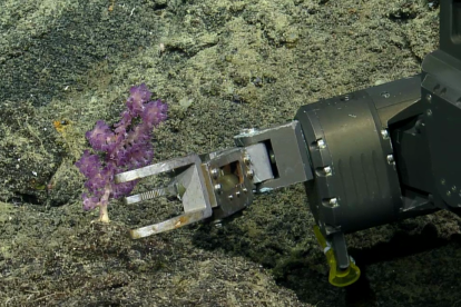 Corales de diversas formas y colores fueron descubiertos.