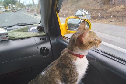 Sansón disfruta de cada paseo. Siempre se asoma para contemplar la ciudad.