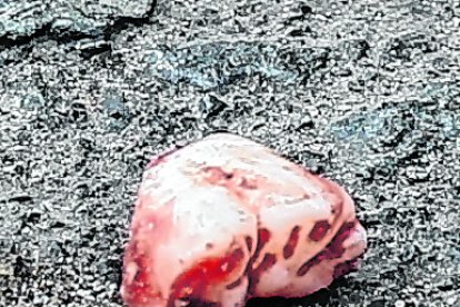 la pieza dental quedó en el piso.

25 AGOSTO del 2020

GERARDO MENOSCAL

Agencia (ag-expreso)