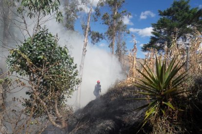 Para que se recupere un bosque deberán pasar algo más unos 100 años.