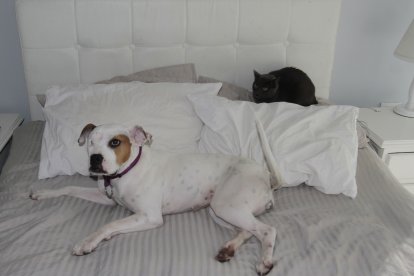 Vito, el gato, aceptó al nuevo miembro de la familia.