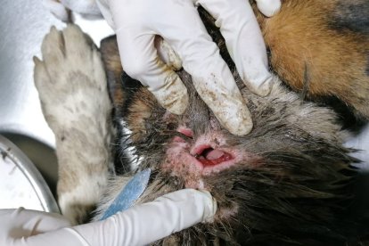 Las lesiones afectaron la columna y también el pescuezo del animalito.