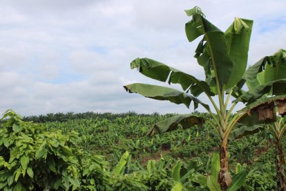 Los productos provienen de la hacienda familiar de Nola.