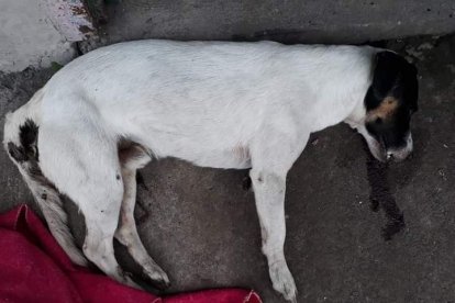 Oreo fue envenenado el 29 de julio pasado.