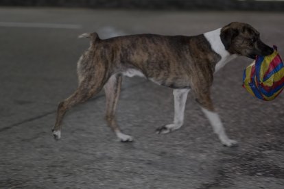 'Oso' es su fiel mascota. Él los acompaña en sus caminatas laborales.