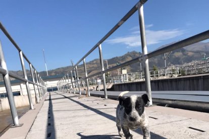 Hace recorridos por las instalaciones.