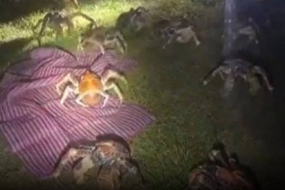 Otra imagen de los cangrejos gigantes en Isla Navidad.