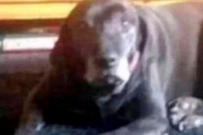 La imagen en cuestión.