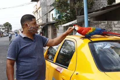 El animal es dócil con los vecinos y con las mascotas, aunque eso no significa que sea un confiado.