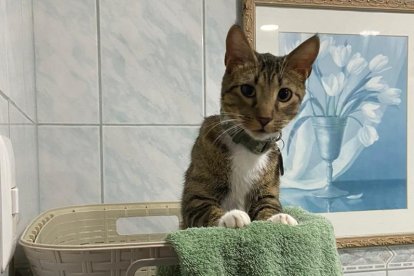 El felilo es astuto, juguetón y destructor.