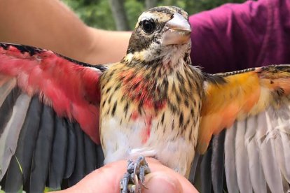 Se alimenta de insectos que están en los bosques.