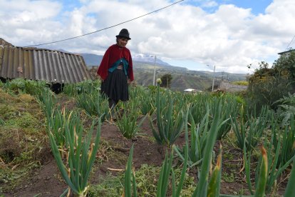 En pequeñas huertas detrás de sus casas los agricultores cultivan las  leguminosas.