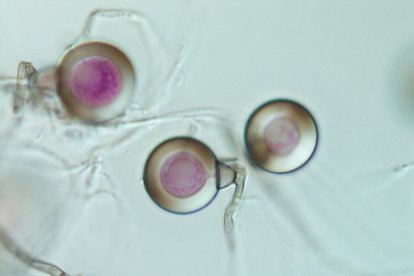 El hallazgo de la especie se logró en uno de los laboratorios de la Espol.