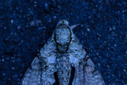 Las 21 imágenes del fotógrafo Vicho Gaibor son de tonalidad azul, color que asoció con el ambiente frío de la morgue.