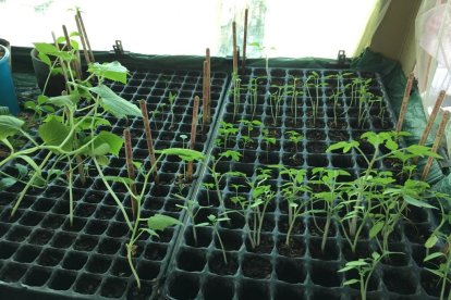 En estos pequeños recipientes pone las semillas hasta que germinen y las pasa a las macetas.