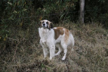Esta es la perrita que encontró el pie y luego guio a la madre de la fallecida al punto donde estaba el cadáver.