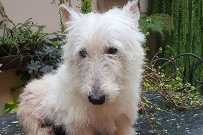 Barbie es la mascota querida del comunicador.