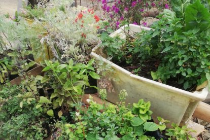 En su huerto, Elízabeth Álvarez tiene variadas plantas que usa para diferentes dolencias como aprendió de sus abuelos.