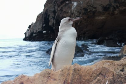 El guía naturalista Jimmy Patiño tomó una foto del pingüino blanco.
