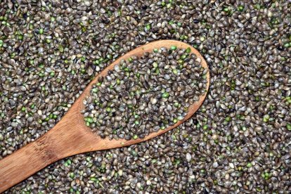 Semillas de cáñamo.