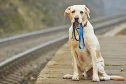 Las mascotas extraviadas también entran en este plan de rescate, con ayuda de la comunidad.