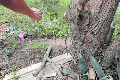 Las testigos dijeron que de este árbol se sacaron ramas para usarlas como garrotes.