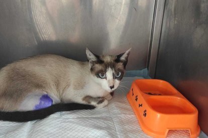 La mascota de unos vecinos de Tania fue arrollada y para que se recupere le tuvieron que amputar la pata trasera derecha.