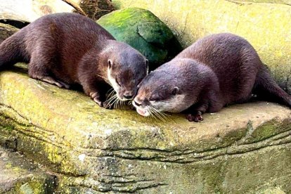 Harris y Pumpkin, una historia de amor que 