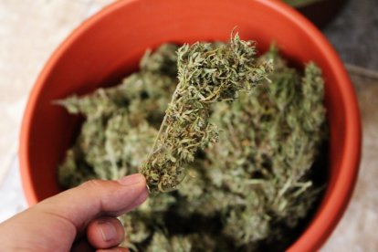 Para que la medicina sea de alta calidad, la planta debe ser orgánica y sin químicos.