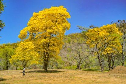 En el último florecer de los guayacanes no hubo turistas debido a la pandemia.