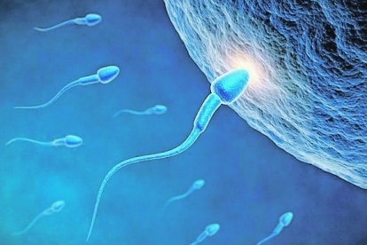 La comunidad científica está preocupada porque los espermatozoides podrían ser infectados. Los estudios continúan,