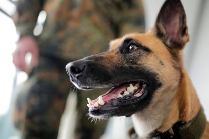 Un pastor belga también puede olfatear el coronavirus.