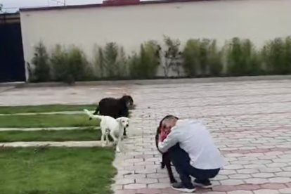 El reencuentro entre el chico y sus perros fue muy conmovedor.