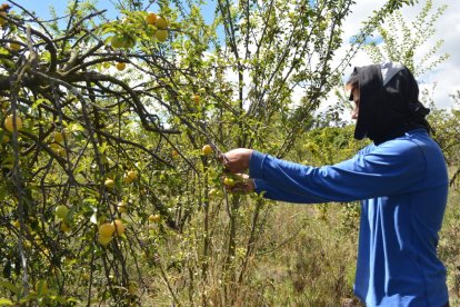 Los agricultores dan sus mejores cosechas para la decoración de la alegoría.