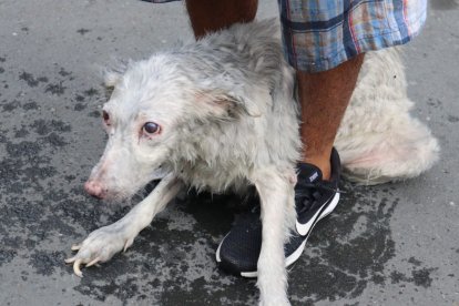 Princesa fue rescatada por bombero.