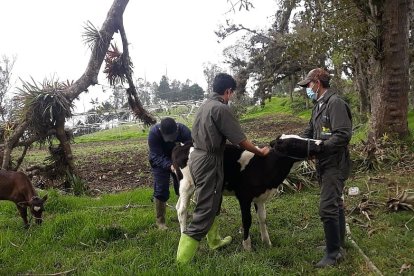 Unos animales rescatados del lodo fueron revisados por técnicos del Ministerio de Agricultura.