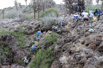 Para el traslado final de las tortugas en Santa Fe, guardaparques y científicos debieron caminar más de 5 kilómetros.