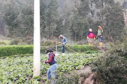 Los cultivos, otra vez, amanecieron cubiertos de ceniza.