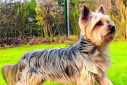 Se trata de un animal muy valiente.