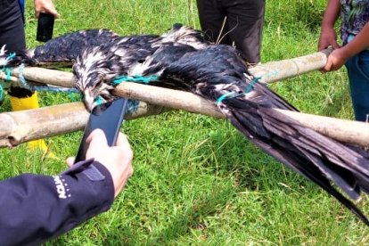 El ave está con las alas ‘pegadas’ a los palos.