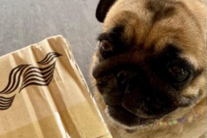 La historia de la perrita se hizo viral.