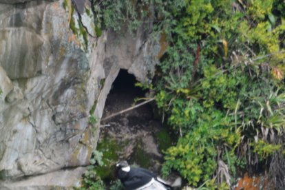 Hembra adulta en su nido. En el último censo se contabilizaron 150 cóndores (2018).