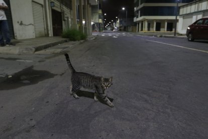 Los gatos se han adueñado de las calles de Tarqui.
