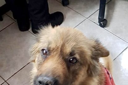 Vecinos de Carcelén han ayudado con la búsqueda