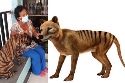 Tatiana tiene un 'look' similar al del tigre de Tasmania o tilacino, el cual fue declarado extinto hace 80 años.