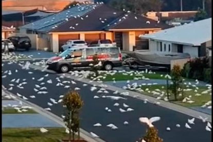 La invasión asl pueblo costero australiano no se había dado antes.