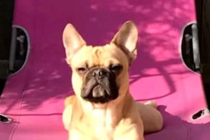 La imagen del cachorro ha dado la vuelta al mundo.